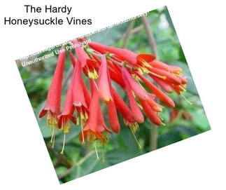 The Hardy Honeysuckle Vines