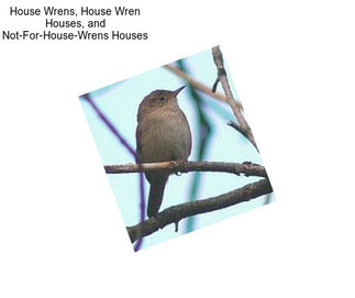 House Wrens, House Wren Houses, and Not-For-House-Wrens Houses