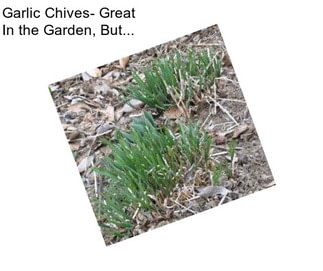 Garlic Chives- Great In the Garden, But...