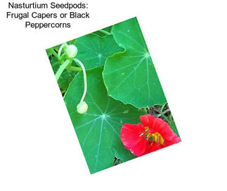 Nasturtium Seedpods: Frugal Capers or Black Peppercorns
