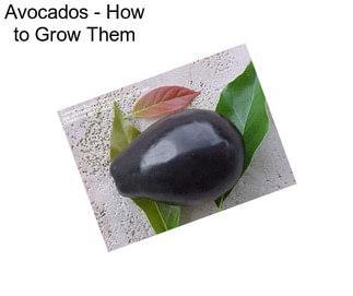 Avocados - How to Grow Them