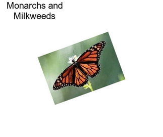 Monarchs and Milkweeds