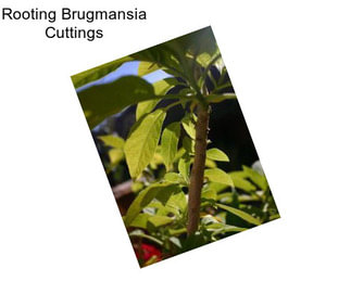 Rooting Brugmansia Cuttings