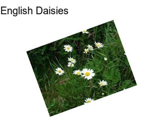 English Daisies