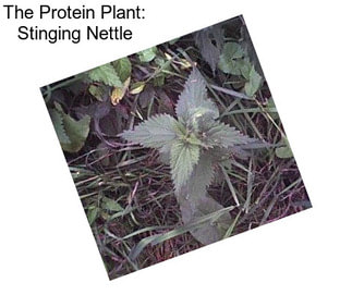 The Protein Plant: Stinging Nettle