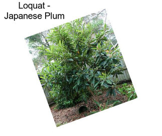 Loquat - Japanese Plum