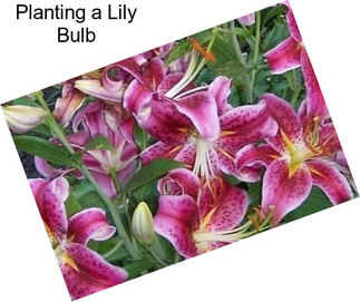 Planting a Lily Bulb