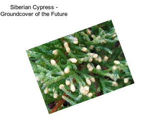 Siberian Cypress - Groundcover of the Future