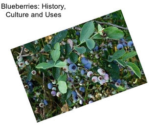 Blueberries: History, Culture and Uses