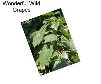 Wonderful Wild Grapes