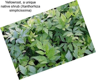Yellowroot, a unique native shrub (Xanthorhiza simplicissima)