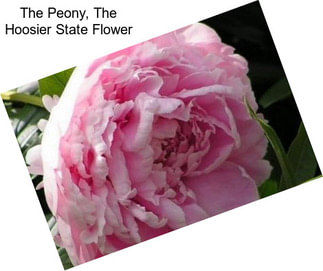 The Peony, The Hoosier State Flower