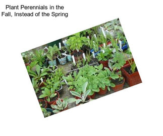 Plant Perennials in the Fall, Instead of the Spring