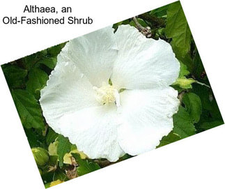 Althaea, an Old-Fashioned Shrub