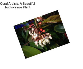 Coral Ardisia, A Beautiful but Invasive Plant