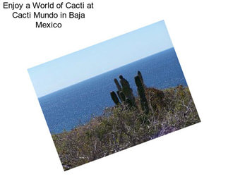 Enjoy a World of Cacti at Cacti Mundo in Baja Mexico