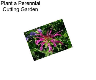 Plant a Perennial Cutting Garden