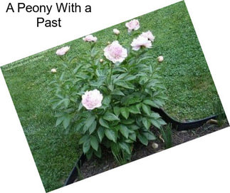A Peony With a Past
