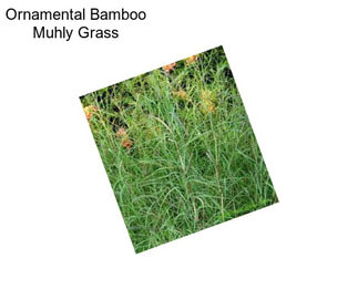 Ornamental Bamboo Muhly Grass