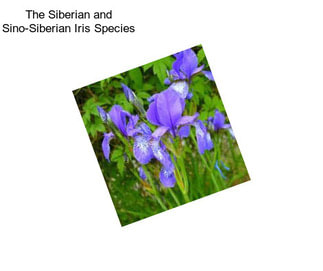 The Siberian and Sino-Siberian Iris Species