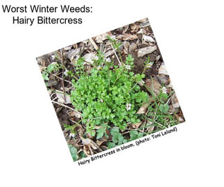 Worst Winter Weeds: Hairy Bittercress