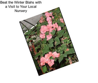 Beat the Winter Blahs with a Visit to Your Local Nursery