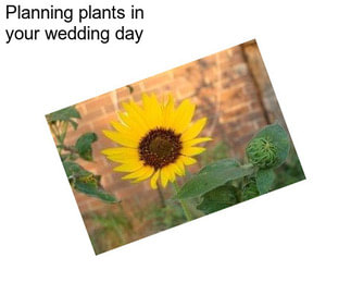 Planning plants in your wedding day