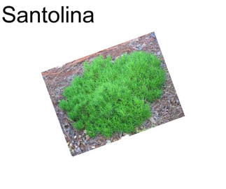 Santolina