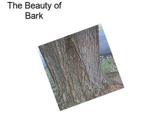 The Beauty of Bark