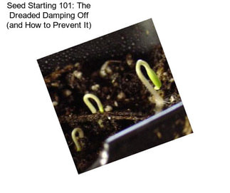 Seed Starting 101: The Dreaded Damping Off (and How to Prevent It)