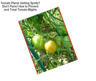 Tomato Plants Getting Spotty? Don\'t Panic! How to Prevent and Treat Tomato Blights