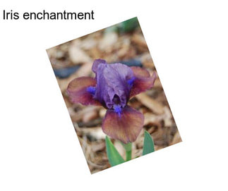 Iris enchantment