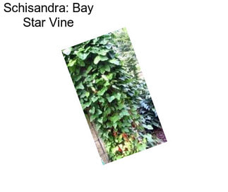 Schisandra: Bay Star Vine