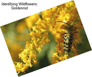 Identifying Wildflowers: Goldenrod