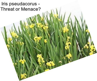 Iris pseudacorus - Threat or Menace?