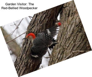 Garden Visitor: The Red-Bellied Woodpecker