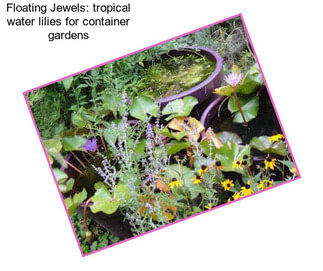 Floating Jewels: tropical water lilies for container gardens