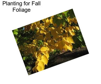 Planting for Fall Foliage