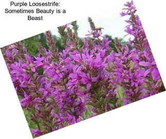 Purple Loosestrife: Sometimes Beauty is a Beast