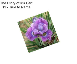 The Story of Iris Part 11 - True to Name