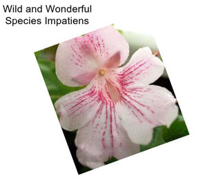 Wild and Wonderful Species Impatiens