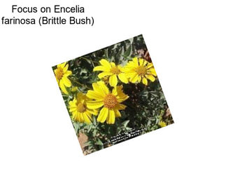 Focus on Encelia farinosa (Brittle Bush)