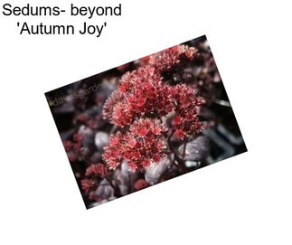 Sedums- beyond \'Autumn Joy\'