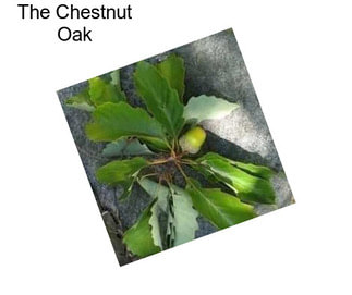 The Chestnut Oak