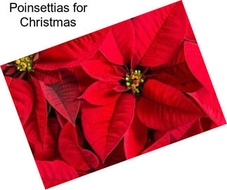 Poinsettias for Christmas