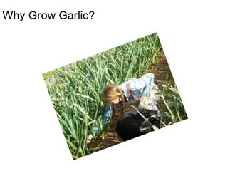 Why Grow Garlic?