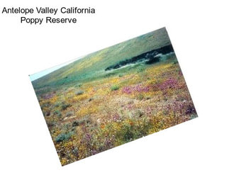 Antelope Valley California Poppy Reserve