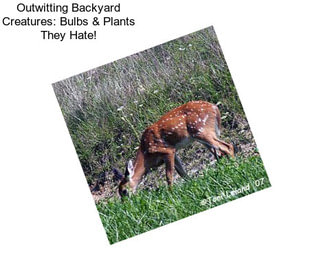 Outwitting Backyard Creatures: Bulbs & Plants They Hate!