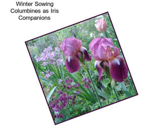 Winter Sowing Columbines as Iris Companions