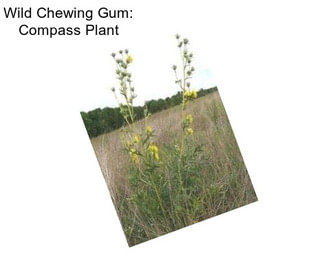 Wild Chewing Gum: Compass Plant